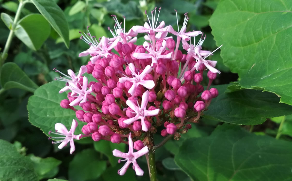 antiche piante ornamentali